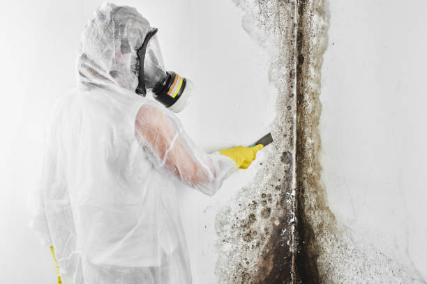Best Kitchen Mold Remediation in Princeton, NJ
