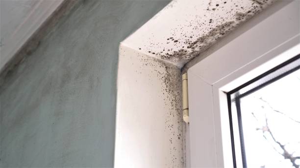 Best Residential Mold Remediation in Princeton, NJ