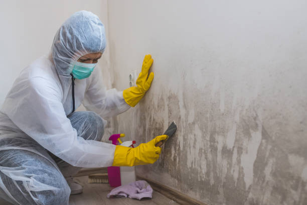 Best Insurance-Related Mold Remediation in Princeton, NJ