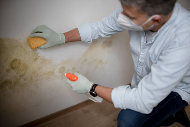 Best Mold Testing and Inspection Services in Princeton, NJ