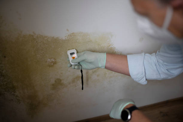 Best Preventive Mold Services in Princeton, NJ