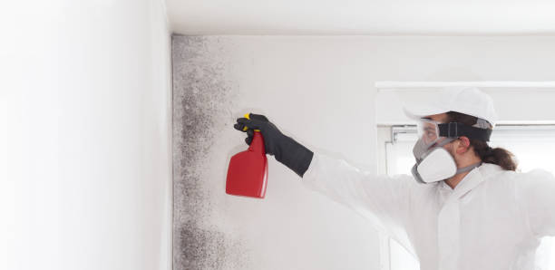 Best Insurance-Related Mold Remediation in Princeton, NJ